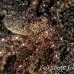 octopus_v_white_ta_hsb_r_h_0208_kom5195.jpg